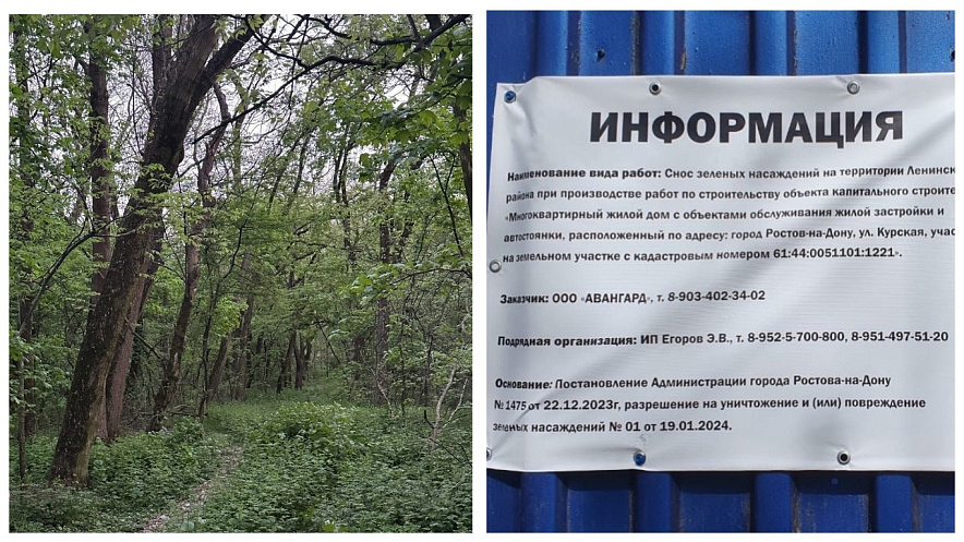 Фото: Вырубка рощи на месте бывшей базы СКА началась в Ростове, кадр ТГ Регион 61