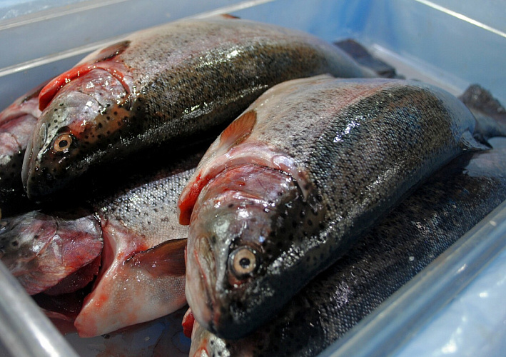 Фото: рыба на рынках Ростова // кадры 1rnd.ru