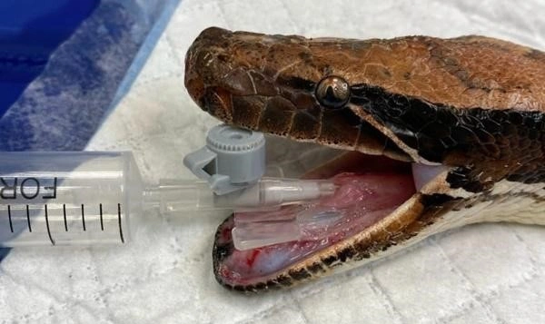 Фото: Питон под газовым наркозом, кадр donday