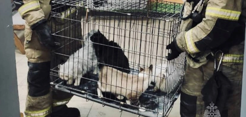 Фото: Пожар на выставке кошек в Волгодонске, кадр МЧС РО