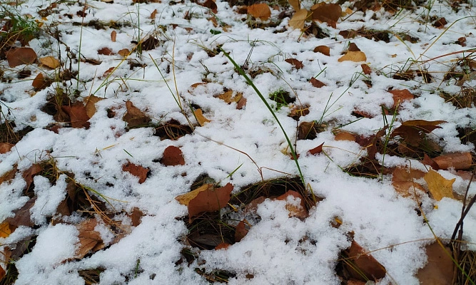 Фото: снег на листьях // кадр 1rnd