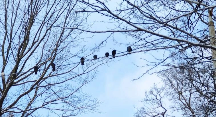 Фото: птицы на проводе в Ростове, кадр 1rnd