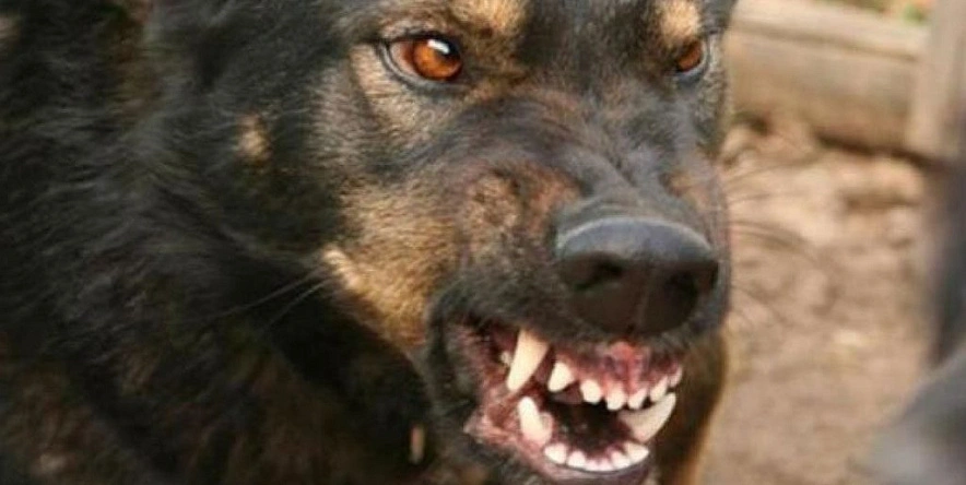 Фото: из публикаций 1Rnd