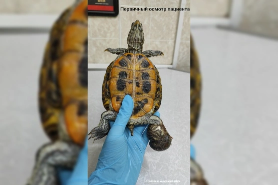 Фото: Фото из соцсетей Анастасии Савченко