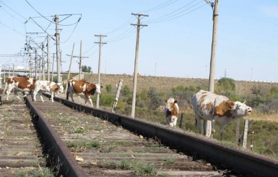 Фото: администрация Аксайского городского поселения