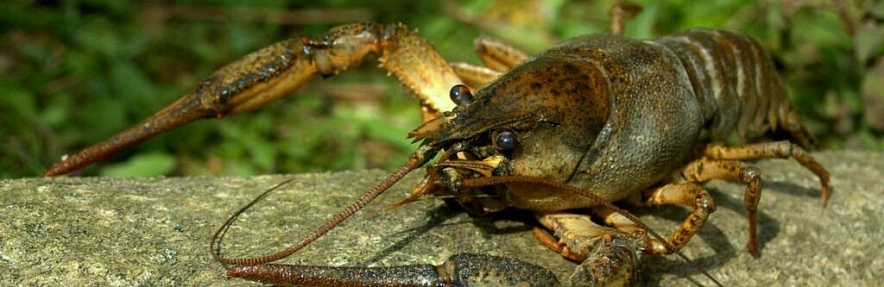 Фото: состояние популяции раков в Ростовской области стабильное // фото из публикаций 1rnd