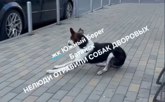 Фото: ТГ канала «БАТАЙСК ГОРОД»