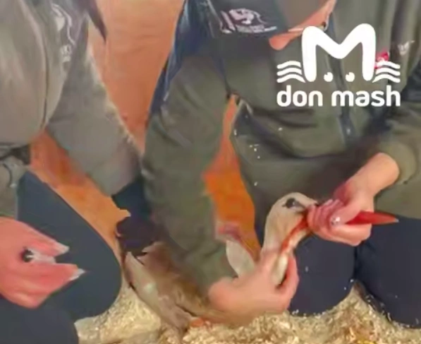 Фото: ТГ канала «Don Mash»