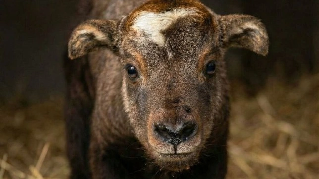 Фото: Ростовский-на-Дону зоопарк