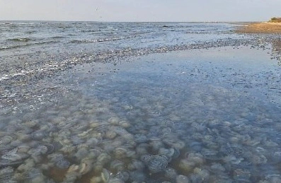 Фото: из архива ВНИРО