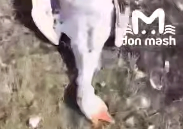 Фото: ТГ канала «Don Mash»