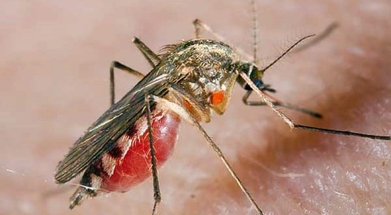 Фото: Комар // Фото: zveri911.ru