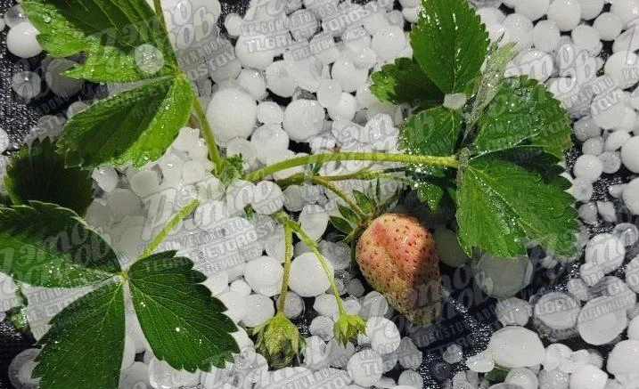 Фото: клубника под градом в Ростове, кадр ТГ Это Ростов