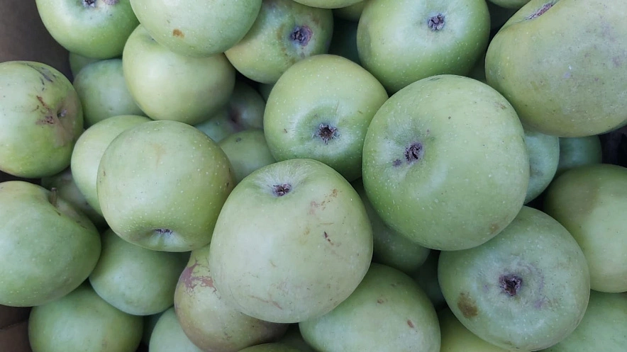 Фото: в Ростовской области подорожали яблоки // кадр 1rnd