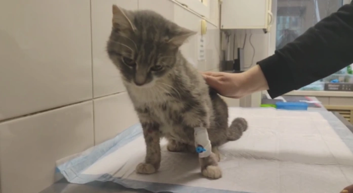 Фото: Кошка из рухнувшего дома на Нариманова, кадр видео волонтёров