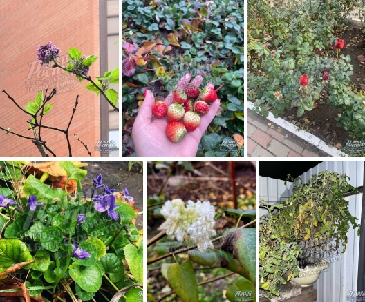 Фото: ТГ канала «Это Ростов новости»