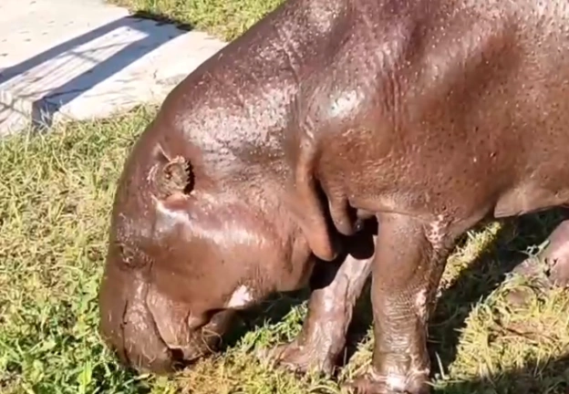 Фото: В Ростовском зоопарке умер самый старый в мире карликовый бегемот // кадр из видео ростовского зоопарка