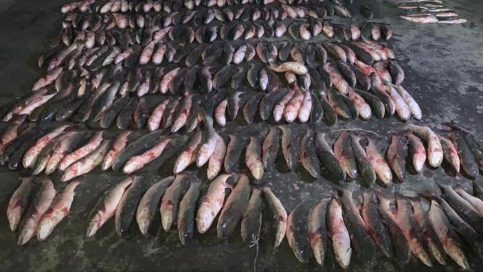 Фото: В хуторе Ростовской области произошел массовый мор рыбы / из архива 1Rnd.