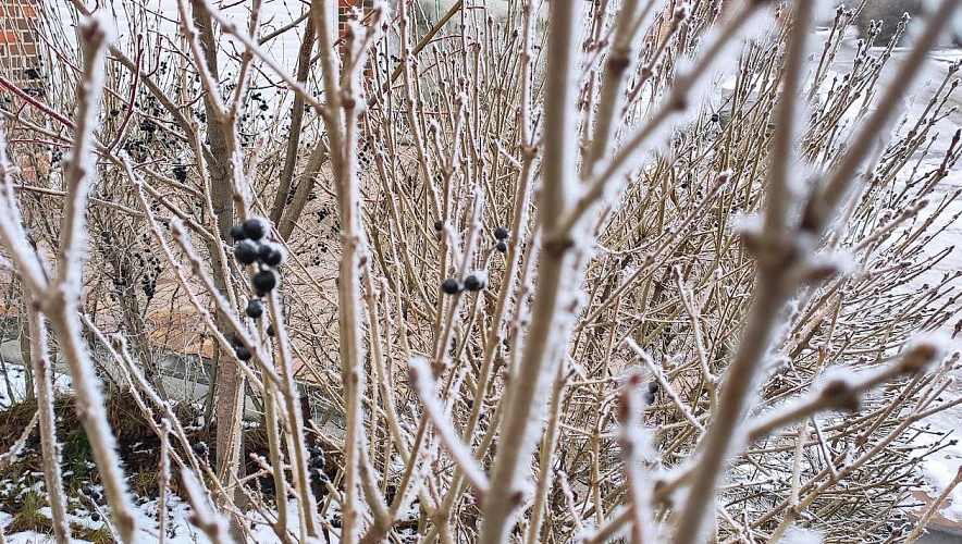 Фото: ветки деревьев в инее, кадр 1rnd