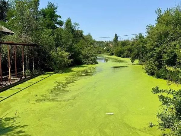 Фото: Жесть Ростов