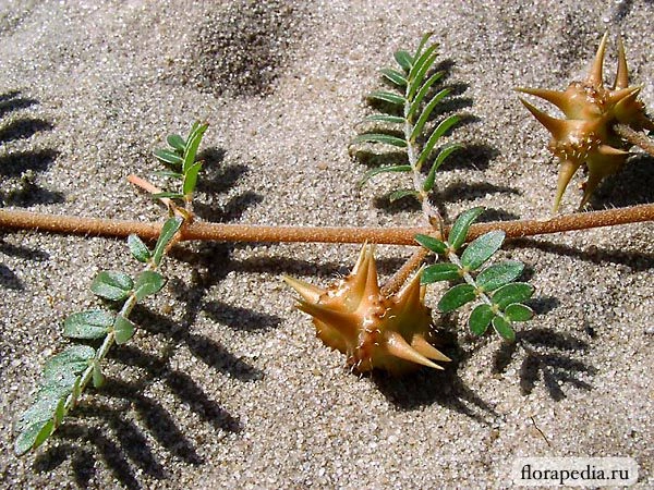 Фото: ФГБУ «Россельхозцентр» по Ростовской области