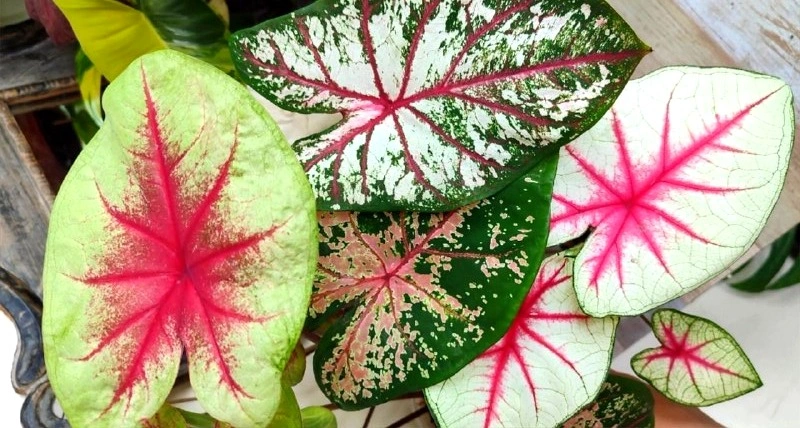 Фото: каладиумы // фото из ТГ-канала "Каладиумы - крылья Ангела"