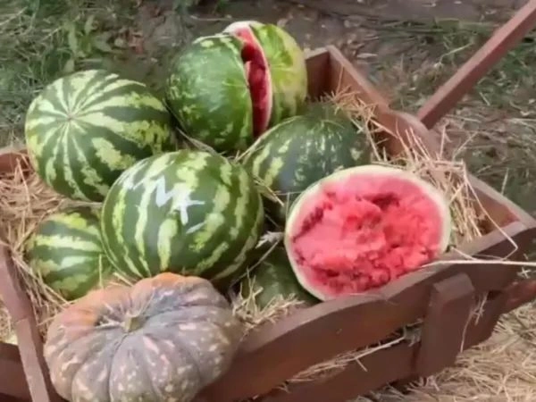 Фото: Парк птиц "Малинки"