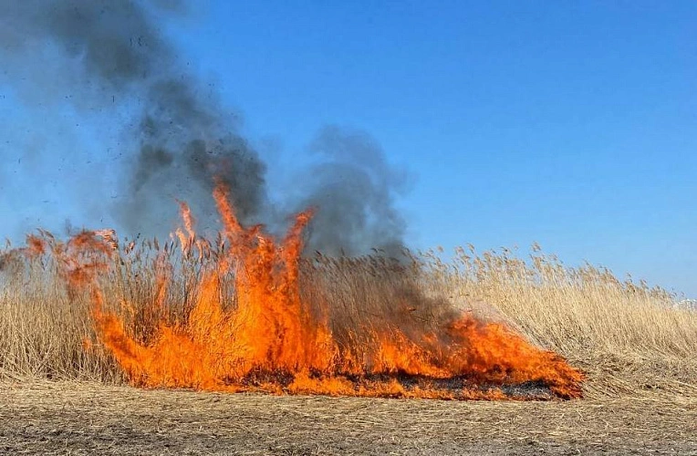 Фото: выжигание сухостоя // кадр ГО и ЧС Ростова