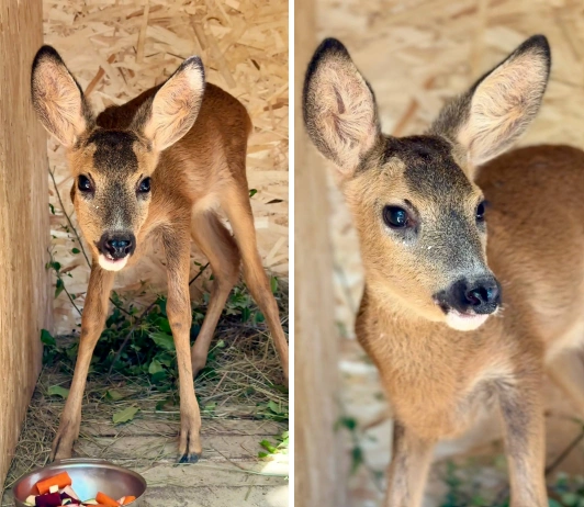 Фото: Парк «Лога»