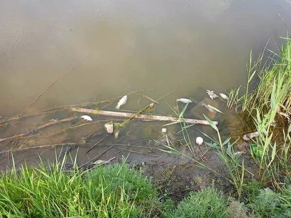 Фото:  Батайское время 