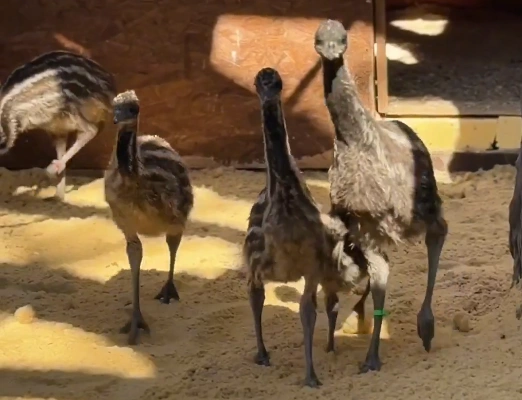 Фото: Парк «Лога»