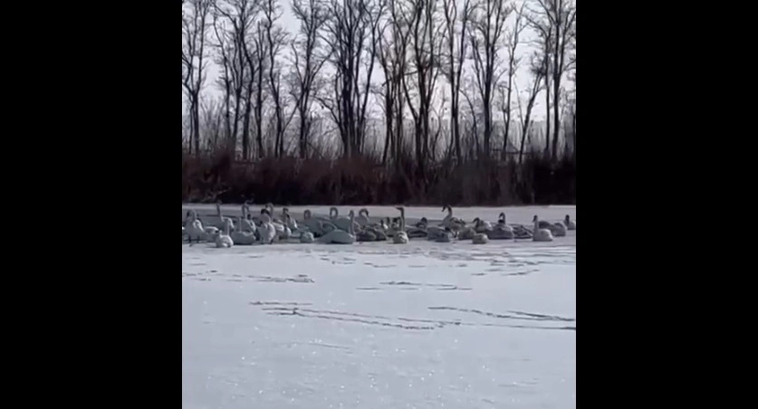 Фото: лебеди на полынье // скриншот видео из социальных сетей