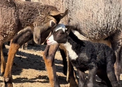 Фото: Парк «Лога»