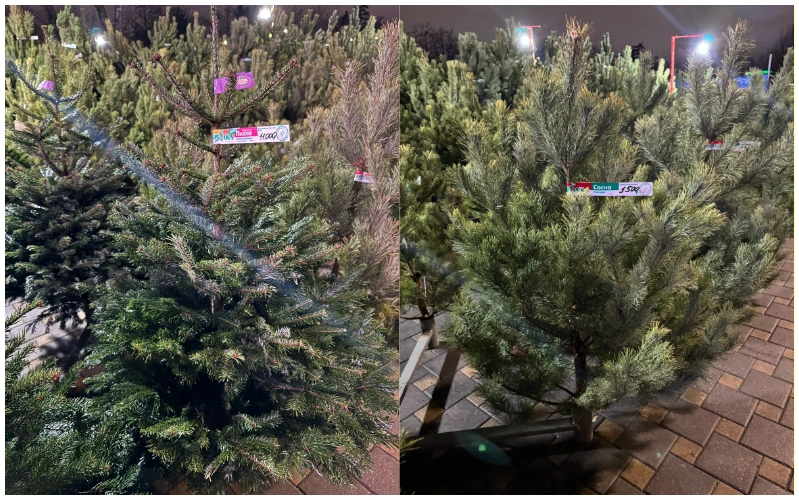 Фото: 1Rnd, новогодние деревья в Ростове