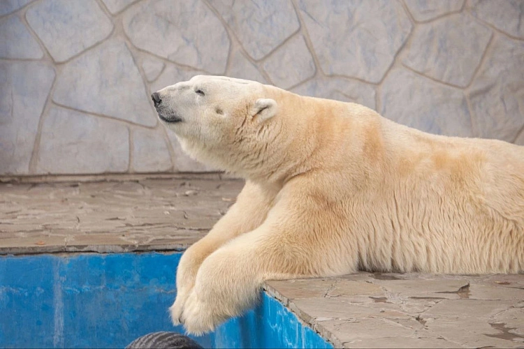 Фото: белый медведь // фото из ТГ-канала Ростовского-на-Дону зоопарка