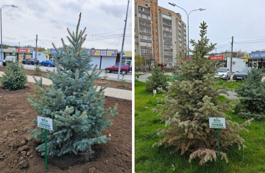 Фото: ТГ канала «Че по Ростову?»