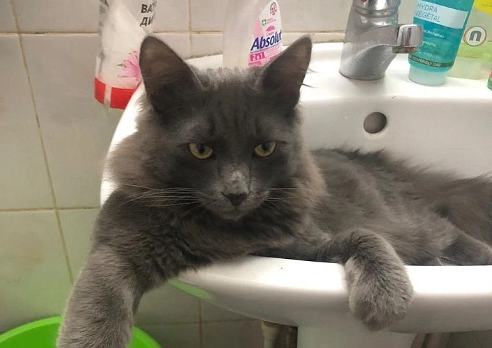 Фото: кот в раковине // фото 1rnd