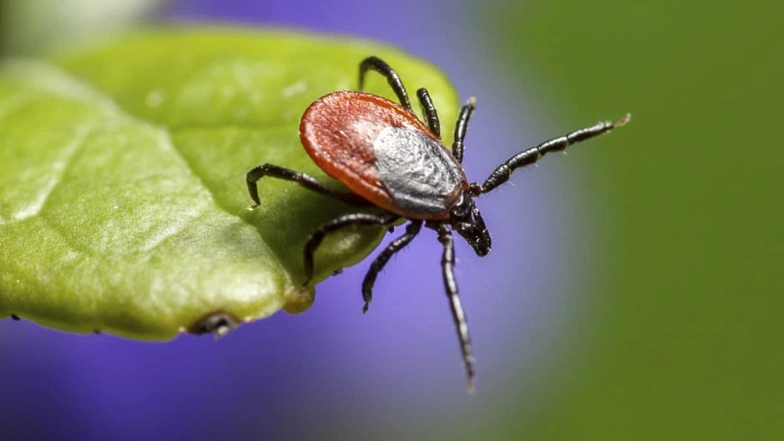 Фото: более 5 тысяч жителей Ростовской области укусили клещи // фото из публикаций 1rnd