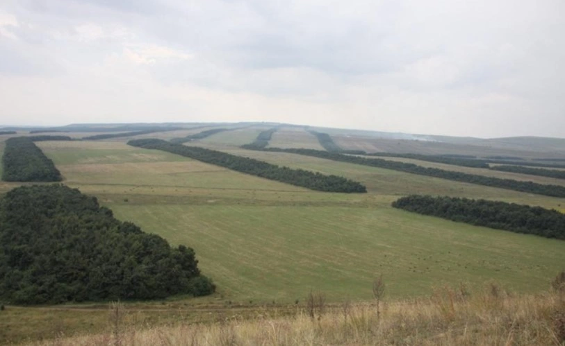 Фото: лесополосы в Ростовской области \\ фото из архива 1rnd.ru