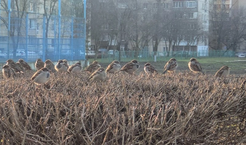 Фото: Воробьи греются на ростовском солнце, кадр 1rnd