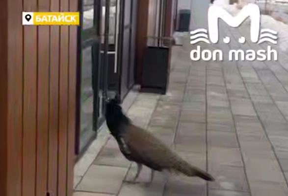 Фото: ТГ канала «Don Mash»