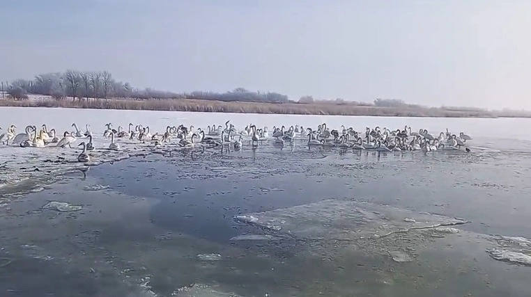 Фото: стая лебедей // скриншот видео очевидца