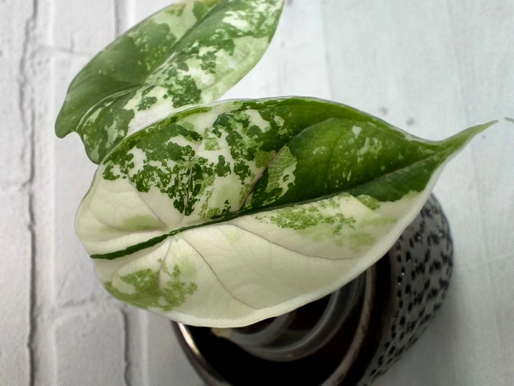 5413613750860256764 (1).jpg 5413613750860256764 (1).jpg