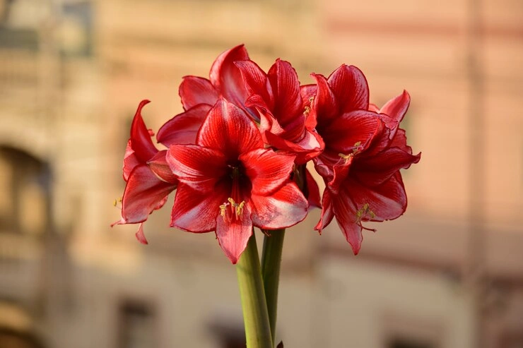 bunch-charisma-amaryllis-flowers-natural-bouquet-s_181624-31733.jpg bunch-charisma-amaryllis-flowers-natural-bouquet-s_181624-31733.jpg