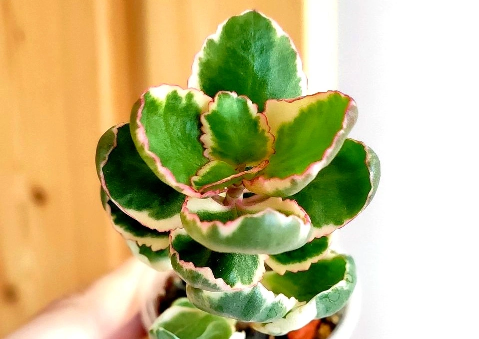 5213092340674197520 (2).jpg