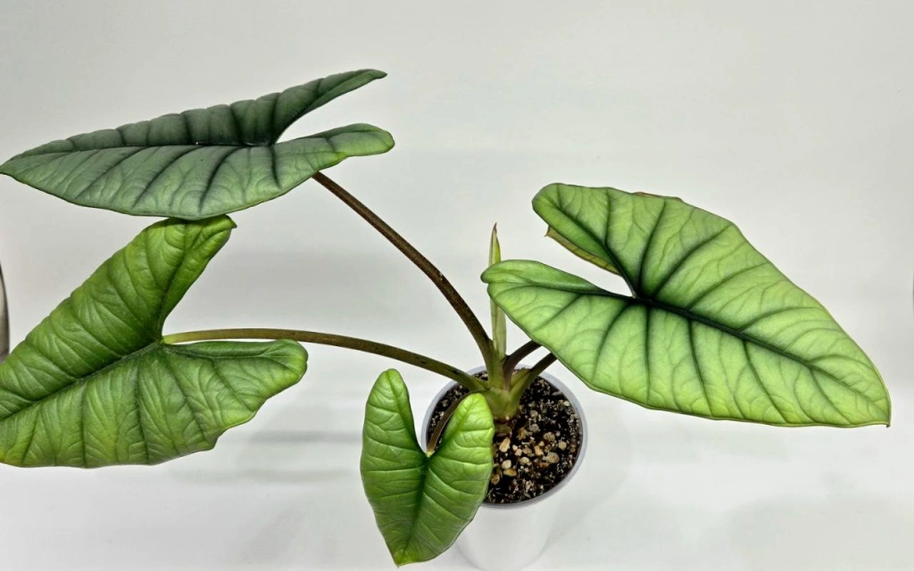 5440794455687950206 (1) (1).jpg 5440794455687950206 (1) (1).jpg