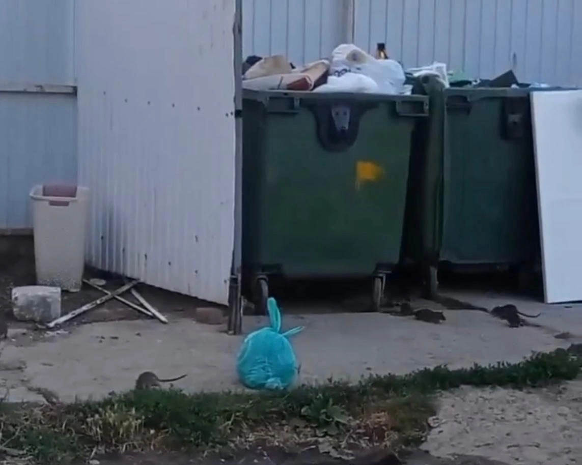 крысы.jpg крысы.jpg