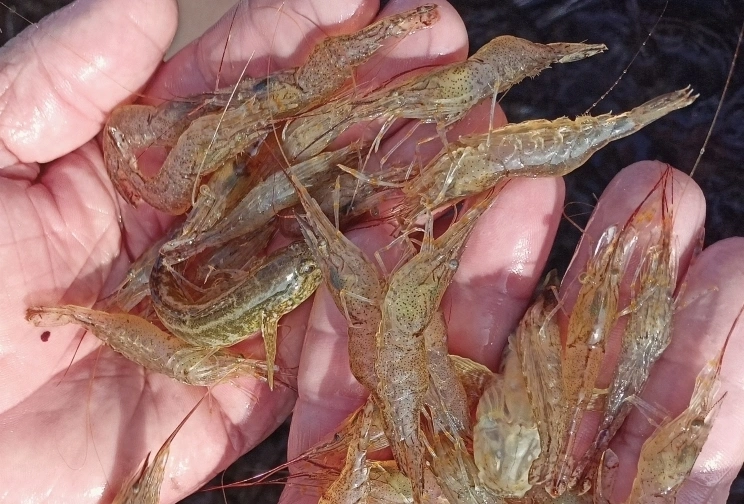 f55c9f9f (1) (2).jpg