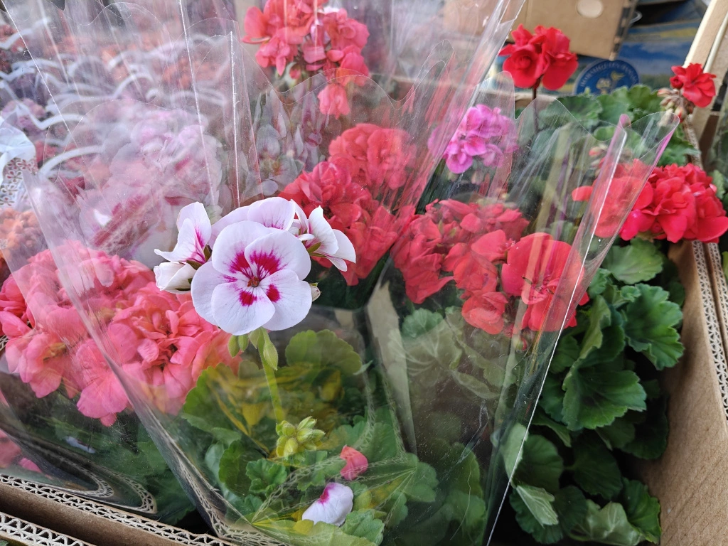 пеларг1.jpg пеларг1.jpg