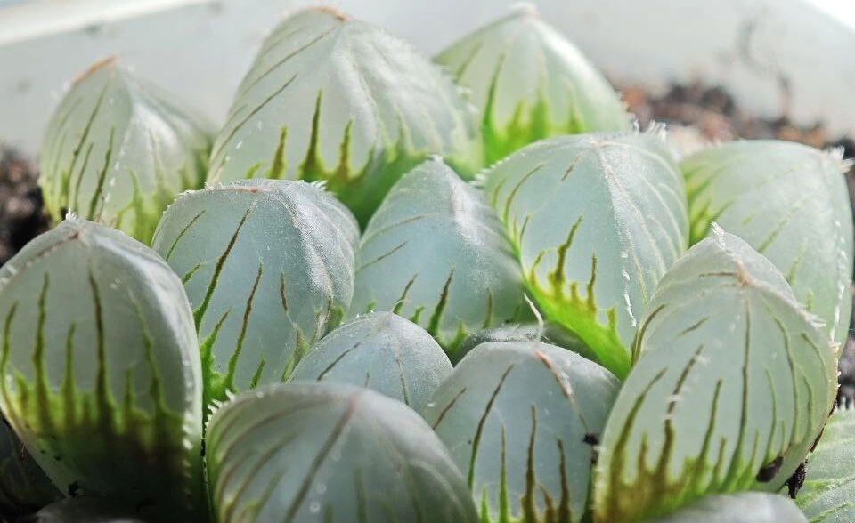 5395496548013568120 (1).jpg 5395496548013568120 (1).jpg